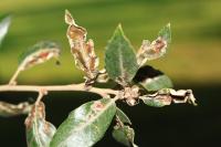 Acrocercops brongniardella