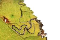 Stigmella microtheriella