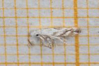 Bucculatrix albedinella
