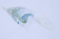 Bucculatrix albedinella