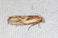 Eucosma cana