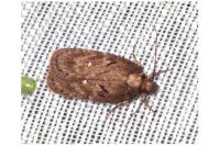 Depressaria albipunctella