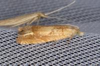 Eucosma conterminana