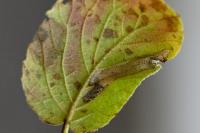 Phyllonorycter lantanella