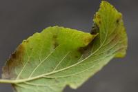 Phyllonorycter lantanella