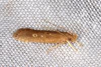 Helcystogramma triannulella