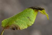 Phyllonorycter lantanella