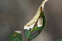 Coptotriche marginea