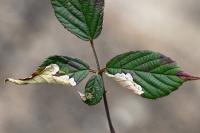 Coptotriche marginea
