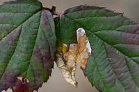 Coptotriche marginea