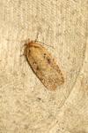 Agonopterix scopariella