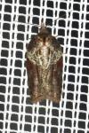 Acleris hastiana