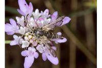 Chamaesphecia bibioniformis
