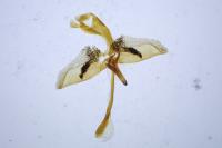Chamaesphecia bibioniformis