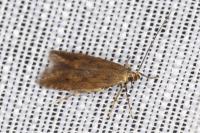 Monochroa lucidella