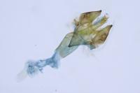 Monochroa lucidella