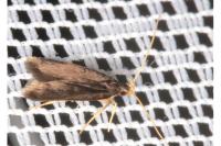 Homaloxestis briantiella