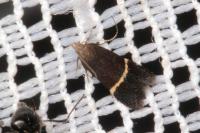 Aproaerema cinctella