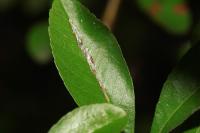 Phyllonorycter leucographella