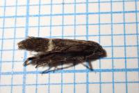 Aproaerema cinctella