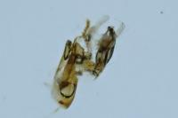 Aproaerema cinctella