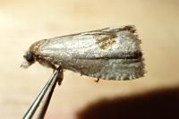 Notocelia uddmanniana