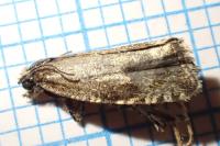 Celypha lacunana