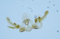 Celypha lacunana