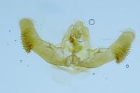 Notocelia uddmanniana