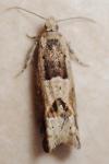 Crocidosema plebejana