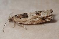 Crocidosema plebejana