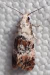 Neocochylis hybridella