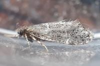 Narycia astrella