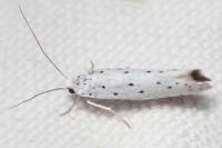 Yponomeuta
