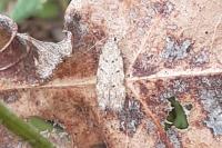 Carpatolechia aenigma