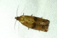 Celypha striana
