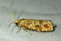 Rhyacionia