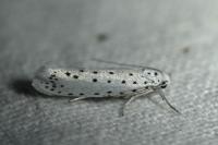 Yponomeuta