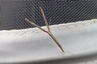 Agdistis meridionalis