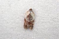 Acleris variegana