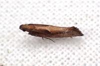 Acrolepiopsis vesperella