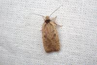 Agonopterix scopariella