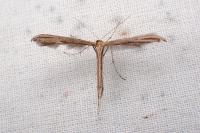 Emmelina monodactyla