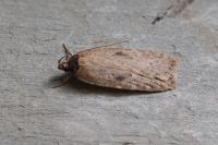 Agonopterix subpropinquella