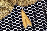 Coleophora