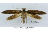 Opogona omoscopa