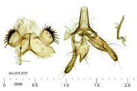 Opogona omoscopa