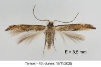 Coccidiphila gerasimovi