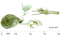 Coccidiphila gerasimovi