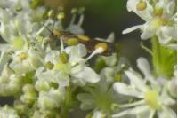 Pammene aurana